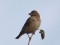 Common Rosefinch (Carpodacus erythrinus) Riga, 11-Sep-2021. © Arnis Arnicans