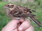 Rustic Bunting (Emberiza rustica) Birzgale surroundings, Ogre county, 22-Sep-2021. © Dmitrijs Boiko
