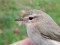 Siberian Chiffchaff (Phylloscopus collybita tristis) Birzgale surroundings, Ogre county, 22-Sep-2021. © Dmitrijs Boiko