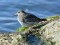 Purple Sandpiper (Calidris maritima) Mangalsala pier, Riga, 27-Sep-2021. © Igors Denisovs