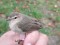 Phylloscopus collybita tristis Siberian Chiffchaff (Phylloscopus collybita tristis) Birzgale surroundings, Ogre county, 01-Oct-2021. © Dmitrijs Boiko