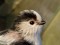 Aegithalos caudatus europaeus Long-tailed Tit ssp europaeus (Aegithalos caudatus europaeus) Pape B.O., Deinvidkurzeme county, 05-Oct-2021. © Viesturs Vigants