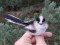 Aegithalos caudatus europaeus Long-tailed Tit ssp europaeus (Aegithalos caudatus europaeus) Pape B.O., Deinvidkurzeme county, 06-Oct-2021. © Viesturs Vigants
