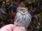 Emberiza pusilla Little Bunting (Emberiza pusilla) Lauteri, Salacgriva, 05-Oct-2021. 1st individual. © Guntis Graubics