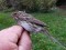 Emberiza pusilla Little Bunting (Emberiza pusilla) Lauteri, Salacgriva, 05-Oct-2021. 2nd individual. © Guntis Graubics