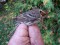 Emberiza pusilla Little Bunting (Emberiza pusilla) Lauteri, Salacgriva, 08-Oct-2021. © Guntis Graubics