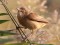 Acrocephalus arundinaceus Great Reed Warbler (Acrocephalus arundinaceus) Kisezers lake, Riga, 09-Oct-2021. © Arnis Arnicans