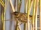 Acrocephalus schoenobaenus Sedge Warbler (Acrocephalus schoenobaenus) Kisezers lake, Riga, 09-Oct-2021. © Arnis Arnicans