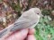 Phylloscopus collybita tristis Siberian Chiffchaff (Phylloscopus collybita tristis) Lauteri, Salacgriva, 09-Oct-2021. © Guntis Graubics