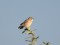 Saxicola maurus Siberian Stonechat (Saxicola maurus) Nica fields, Dienvidkurzeme county 09-Oct-2021. © Janis Ukass