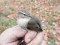 Phylloscopus collybita tristis Siberian Chiffchaff (Phylloscopus collybita tristis) Birzgale surroundings, Ogre county, 13-Oct-2021. © Dmitrijs Boiko