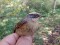 Prunella montanella Siberian Accentor (Prunella montanella) Lauteri, Salacgriva, 13-Oct-2021. 1st individual. © Guntis Graubics