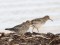 Calidris maritima Purple Sandpiper (Calidris maritima) Kolka Cape, Talsi county, 16-Oct-2021. © Ieva Grinerte