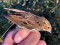 Emberiza pusilla Little Bunting (Emberiza pusilla) Pape B.O., Dienvidkurzeme county, 16-Oct-2021. © Edgars Ledins