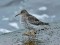 Calidris maritima Purple Sandpiper (Calidris maritima) Mangalsala pier, Riga, 17-Oct-2021. © Igors Denisovs