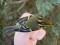 Phylloscopus proregulus Pallas's Leaf Warbler (Phylloscopus proregulus) Pape B.O., Dienvidkurzeme county, 18-Oct-2021. © Valts Jaunzemis