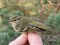 Phylloscopus inornatus Yellow-browed Warbler (Phylloscopus inornatus) Pape B.O., Dienvidkurzeme county, 19-Oct-2021. © Valts Jaunzemis