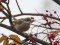 Sylvia communis Common Whitethroat (Sylvia communis) Kengarags, Riga, 26-Oct-2021. © Ugis Piterans