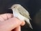 Phylloscopus collybita tristis Siberian Chiffchaff (Phylloscopus collybita tristis) Lauteri, Salacgriva, 02-Nov-2021. © Guntis Graubics