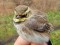 Eremophila alpestris Horned Lark (Eremophila alpestris) Lauteri, Salacgriva, 09-Nov-2021. © Guntis Graubics