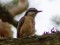 Sitta europaea caesia Eurasian nuthatch ssp. caesia (Sitta europaea caesia) Kurmrags, Limbazi county, 13-Nov-2021. © Viesturs Vigants