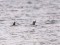 Uria aalge Common Murre (Uria aalge) Kolka Cape, Talsi county, 21-Nov-2021. © Ivars Brediks