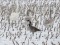 Branta canadensis Canada Goose (Branta canadensis) Annenieki, Dobele county, 28-Nov-2021. © Normunds Zeidaks