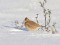 Eurasian Skylark (Alauda arvensis) 1 Purvciems, Riga, 01-Dec-2021. © Edgars Smislovs