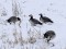 Barnacle Goose (Branta leucopsis) Nica fields, Dienvidkurzeme county, 04-Dec-2021. © Karlis Millers