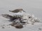 Dunlin (Calidris alpina) Liepaja harbors S pier, Liepaja, 04-Dec-2021. © Karlis Millers