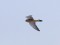 Common Kestrel (Falco tinnunculus) Liepaja harbors S pier, Liepaja, 05-Dec-2021. © Karlis Millers
