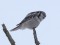 Northern Hawk-Owl (Surnia ulula) Mazilmaja surroundings, Dienvidkurzeme county, 05-Dec-2021. © Karlis Millers