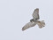 Northern Hawk-Owl (Surnia ulula) Lici surroundings, Valmiera county, 11-Dec-2021. © Andris Klepers
