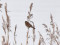Emberiza schoeniclus Common Reed Bunting (Emberiza schoeniclus) Mangalsala, Riga, 01-Jan-2022. © Igors Denisovs