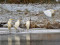 Ardea alba Great Egret (Ardea alba) Jugla - Baltezers lake canal, Riga, 06-Jan-2022. © Igors Denisovs