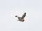 Asio flammeus Short-eared Owl (Asio flammeus) Kalngale fields, Adazi county, 07-Jan-2022. © Igors Denisovs