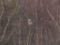 Northern Hawk-Owl (Surnia ulula) Birznieki, Adazi county, 13-Jan-2022. © Igors Denisovs