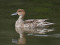 Northern Pintail (Anas acuta) Sarkandaugava distributary, Riga, 15-Jan-2022. © Igors Denisovs