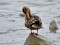 Northern Shoveler (Anas clypeata) Riga harbor, Riga, 16-Jan-2022. © Igors Denisovs
