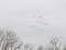 Greylag Goose (Anser anser) Otanki, Dienvidkurzeme county, 16-Jan-2022. © Karlis Millers