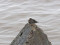Purple Sandpiper (Anser anser) Liepaja harbor S pier, Liepaja, 16-Jan-2022. © Karlis Millers
