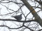 Common Wood Pigeon (Columba palumbus) Seaside Park, Liepaja, 16-Jan-2022. © Karlis Millers