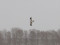 Northern Harrier (Circus cyaneus) Nica fields, Dienvidkurzeme county, 17-Jan-2022. © Karlis Millers