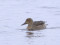 Northern Pintail(Anas acuta) Darzini, Riga, 22-Jan-2022. © Juris Vigulis