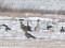 Taiga Bean Goose (Anser fabalis) Nica fields, Dienvidkurzeme county, 22-Jan-2022. © Andris Klepers