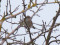 Hedge Accentor (Dunnock) (Prunella modularis) Zirgu islet, Liepaja, 23-Jan-2022. © Ivars Brediks