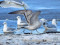 Caspian Gull (Larus cachinnans) Mangalsala, Riga, 25-Jan-2022. © Igors Denisovs