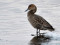 Northern Pintail (Anas acuta) Jugla canal, Riga, 26-Jan-2022. © Igors Denisovs