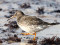 Jūras šņibītis (Calidris maritima) Liepājas ostas S mols, Liepāja, 08-Oct-2022. © Kārlis Millers