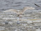 Lielā polārkaija (Larus hyperboreus) Mangaļsala, Rīga, 08-Feb-2023. © Igors Deņisovs